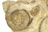 Jurassic Ammonite and Belemnite Cluster - England #279471-2